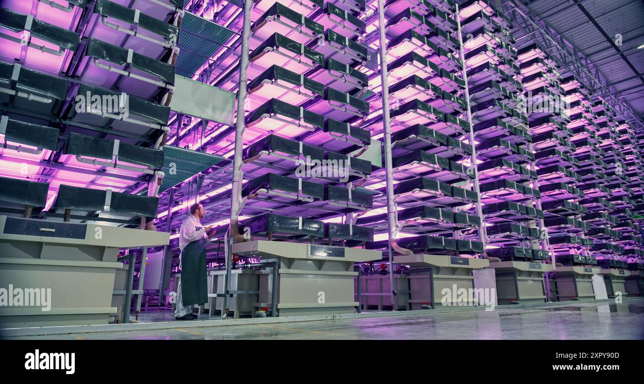 Moderner vertikaler Bauernhof mit mehreren Reihen und Schichten natürlicher Pflanzen, die unter künstlichem LED-Sonnenlicht wachsen. Produktionsanlage Für Frische Grüne Gemüseblätter. Weitwinkelfoto Mit Mitarbeitern. Stockfoto