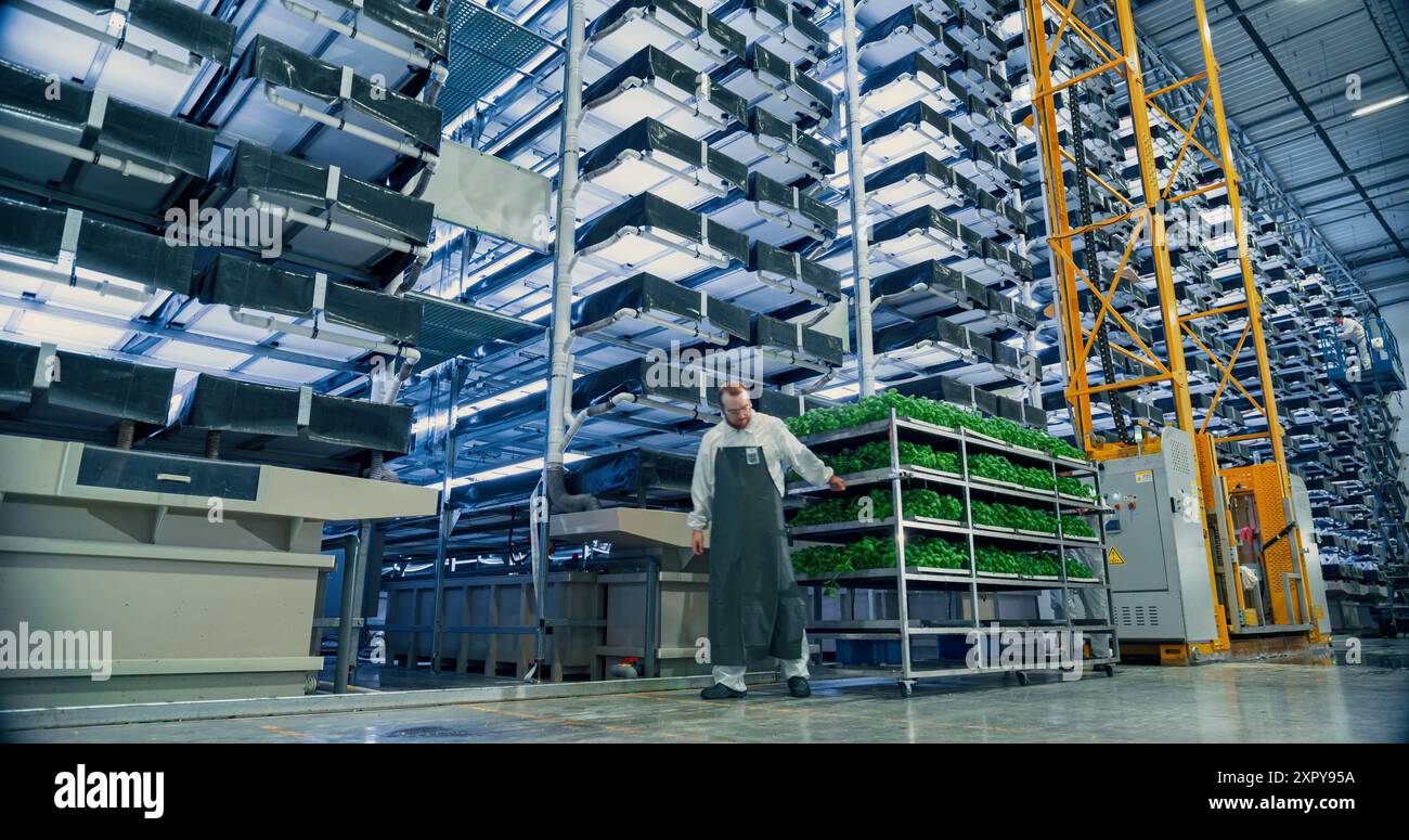 Großer vertikaler Bauernhof mit mehreren Reihen und Schichten umweltfreundlicher Pflanzen, die unter künstlichem LED-Sonnenlicht wachsen. Arbeiter, die ein beladenes Rack mit natürlichen grünen Gemüseblättern bewegen Stockfoto