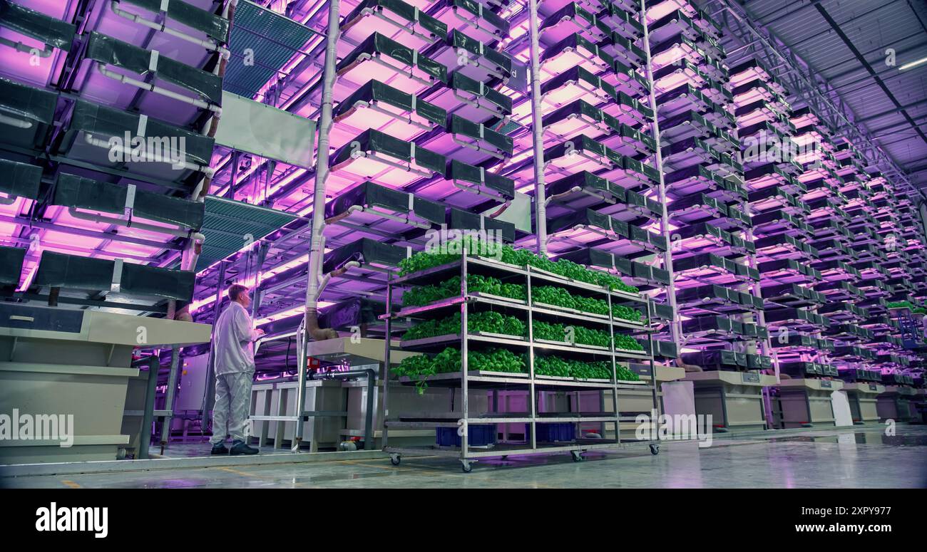 Hydrokultur-Bauernhof mit mehreren Reihen und Schichten umweltfreundlicher Pflanzen, die unter künstlichem LED-UV-Sonnenlicht wachsen. Produktionsanlage Für Frische Grüne Gemüseblätter. Weitwinkelfoto. Stockfoto