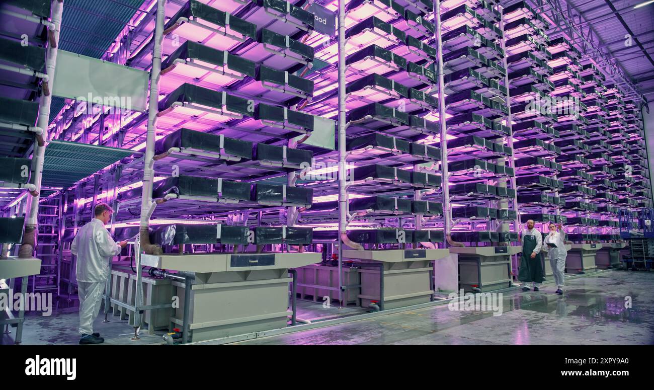 Arbeiter in einem vertikalen Bauernhof sprechen bei der Arbeit, während sie in einer Halle mit Pflanzen auf einem Rack unter UV-LED-Lampen laufen. Mitarbeiter, die nachhaltige Produkte mit einem Hydroponiksystem im industriellen Maßstab anbauen. Stockfoto