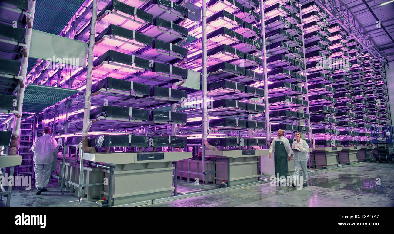 Arbeiter in einem vertikalen Bauernhof, die sich auf der Arbeit unterhalten, während sie in einer Halle mit Pflanzen auf einem Regal unter Ultraviolettlicht laufen. Mitarbeiter, die nachhaltige Produkte mit einem Hydroponiksystem im industriellen Maßstab anbauen. Stockfoto