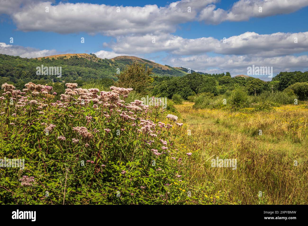 Sommerwildvögel (Hanflandwirtschaft) auf Castlemorton Common mit den Malvern Hills im Hintergrund, Worcestershire, England Stockfoto