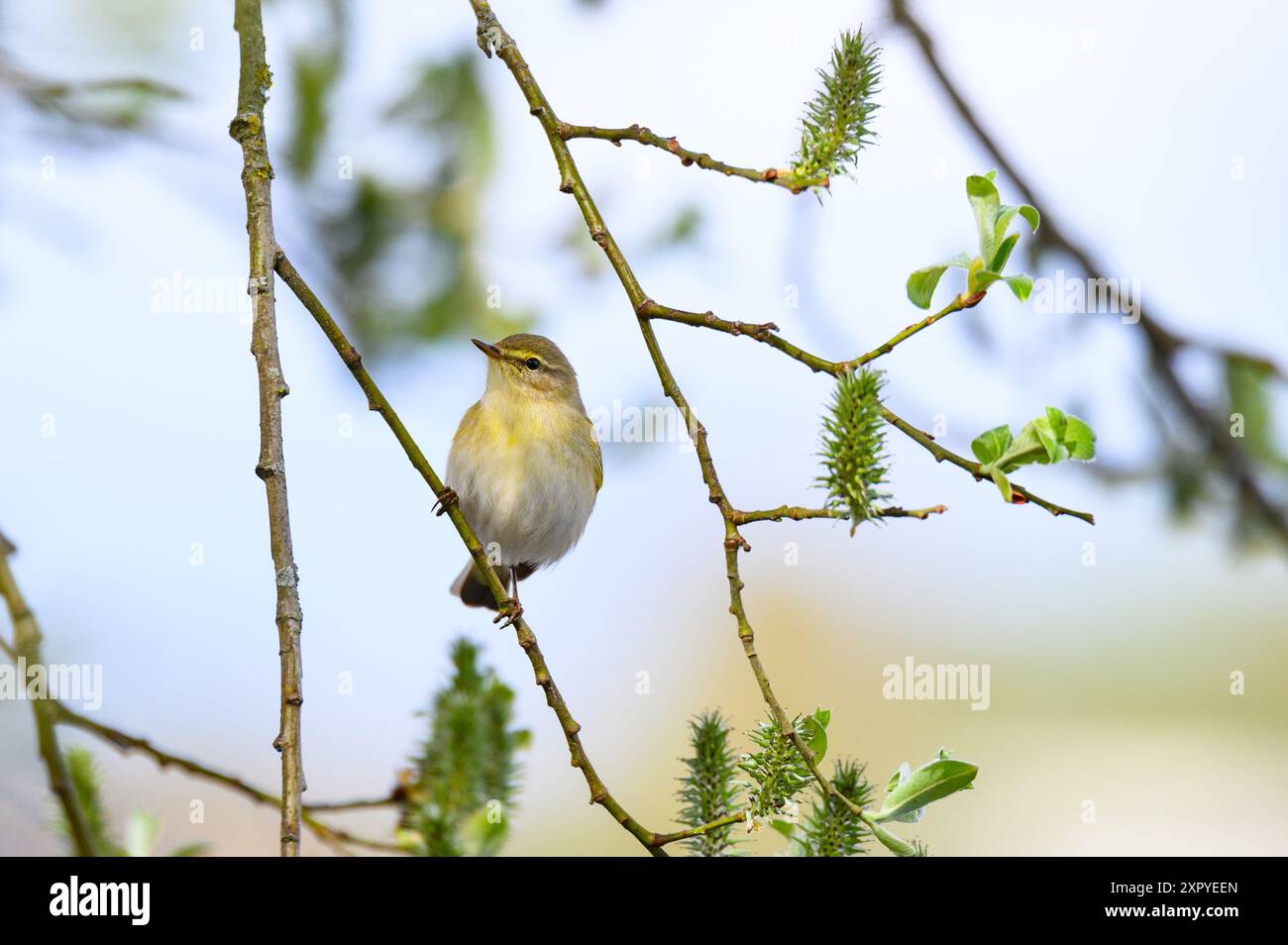 Der gemeinsame Chiffchaff (Phylloscopus collybita) sitzt auf einem Ast Stockfoto