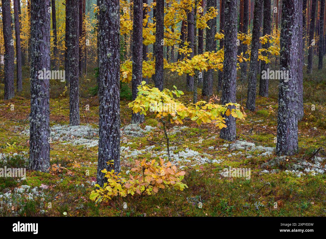 Junge Eichen im Wald, herbstliche Farben Stockfoto