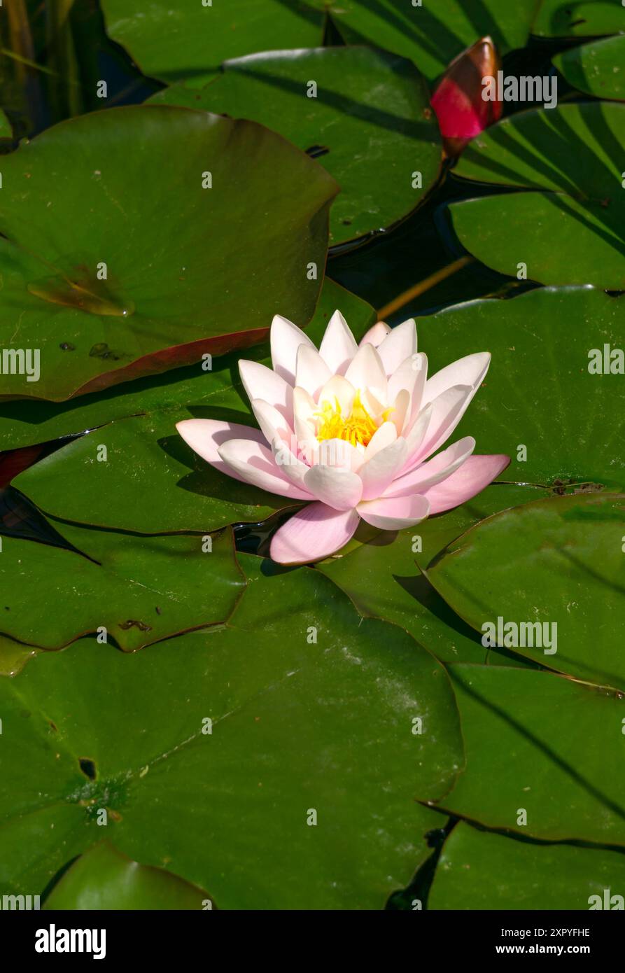 Seerosen treiben auf der Wasseroberfläche im Stadtteich. Stockfoto