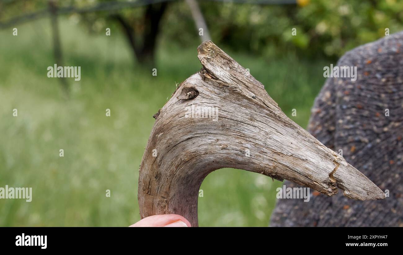 Ein Stück Holz ähnelt dem Kopf einer Pterosauria Stockfoto