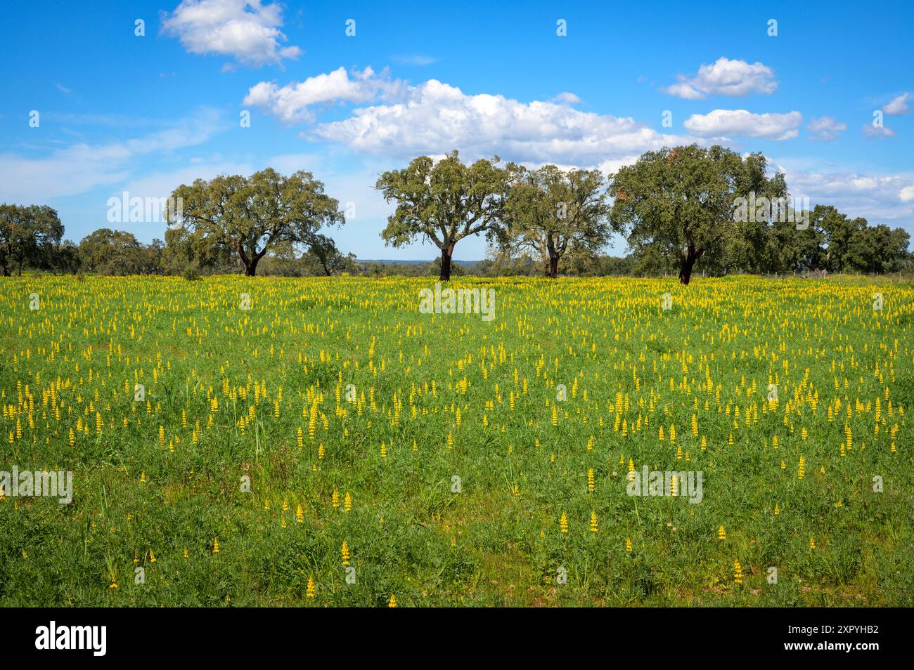 Gelbes Lupinenfeld (Lupinus luteus) mit Obstgarten und blauem Himmel, Alentejo, Portugal. Stockfoto