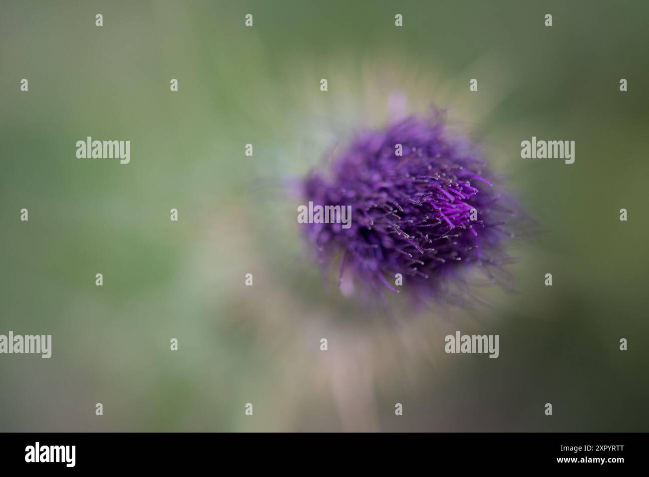Gewöhnliche Klettenblüte mit dem Fokus auf die Spitze Stockfoto