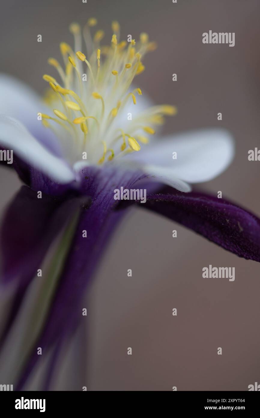 Die Blütenblüte der Kolumbine mit dem Fokus auf das Gelb Stockfoto