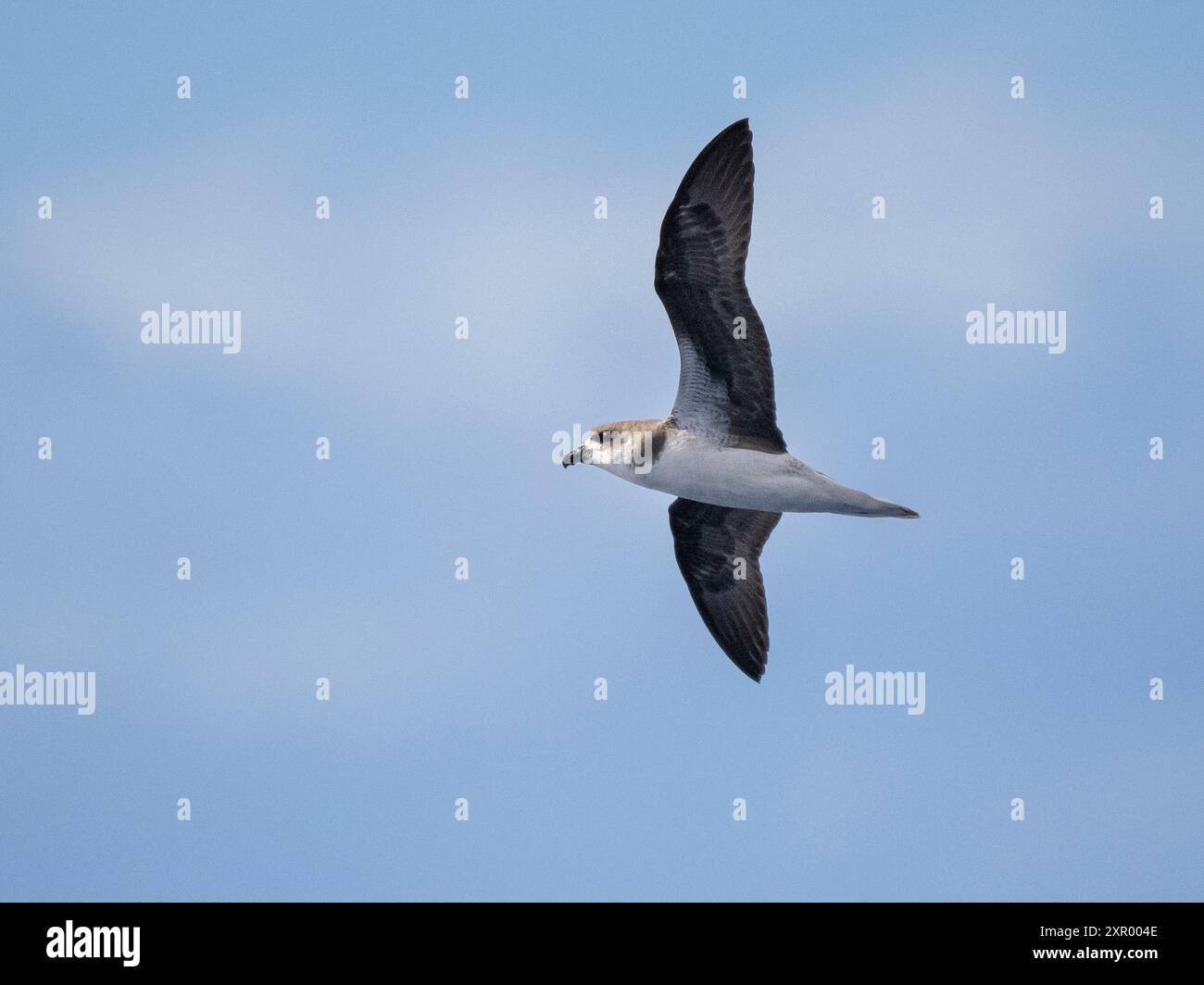 Desertas Petrel (Pterodroma deserta) im Flug gegen den Himmel, Madeira Stockfoto