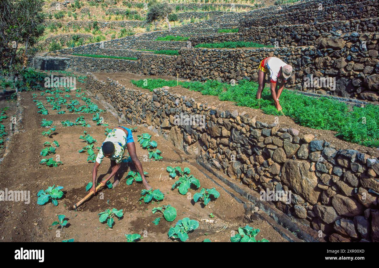 Kap Verde, Santo Antao - Bauern arbeiten auf Terrassen mit Gemüse. Stockfoto