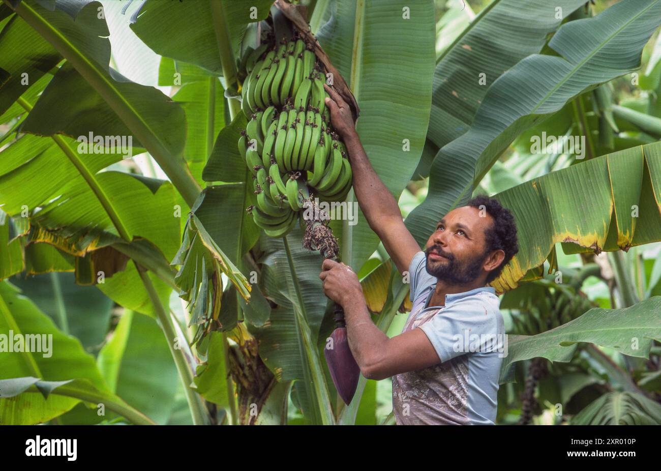 Kap Verde, Insel Santo Antao - Bauer in seiner Bananenplantage, der die Früchte von einem seiner Bananenbäume schneidet. Stockfoto