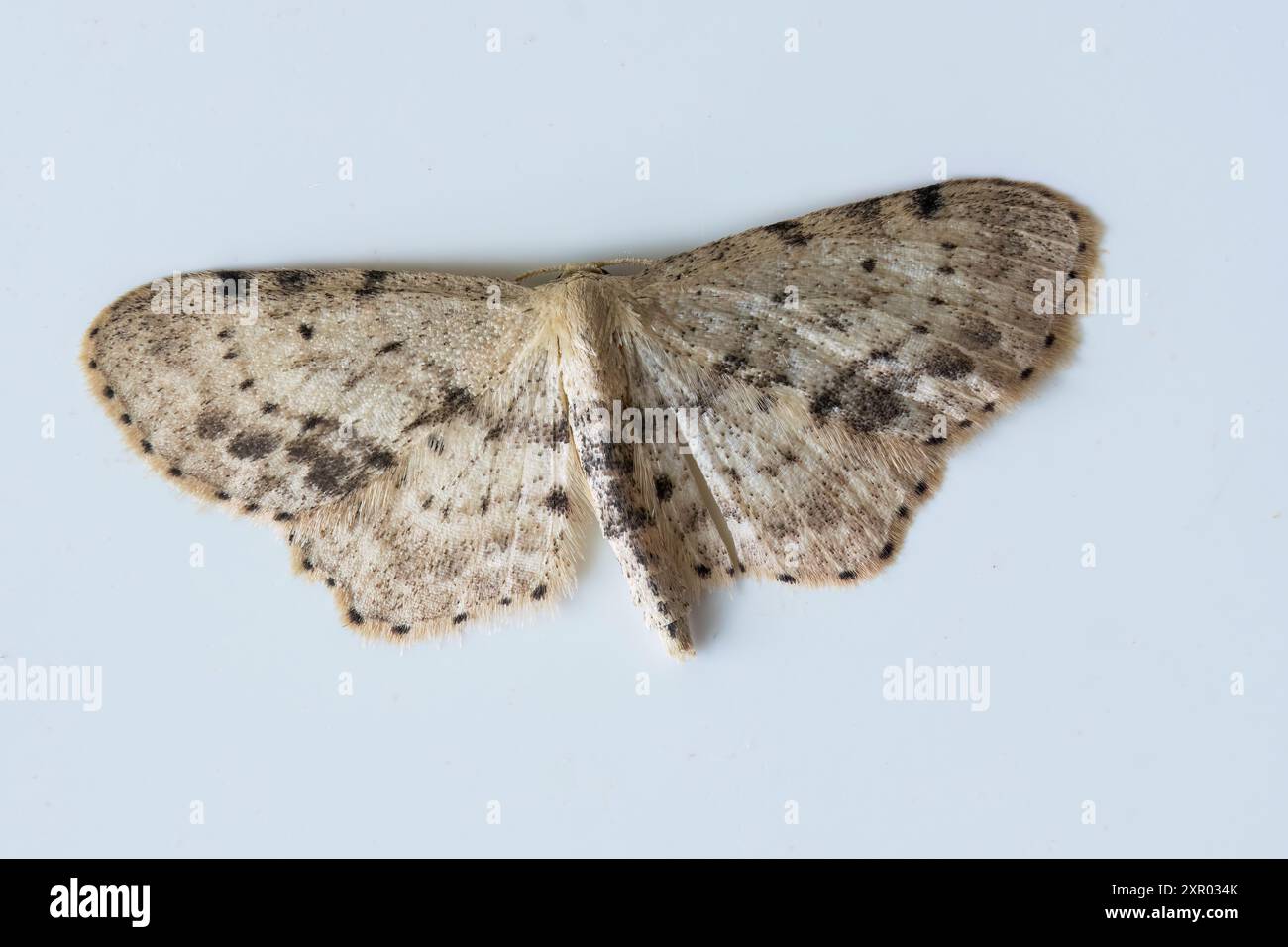 Single gepunktete Wellenmotte, Idaea dimidiata, Single adulte, die auf weißem Substrat ruhen, Norfolk, Vereinigtes Königreich, 27. Juli 2024 Stockfoto