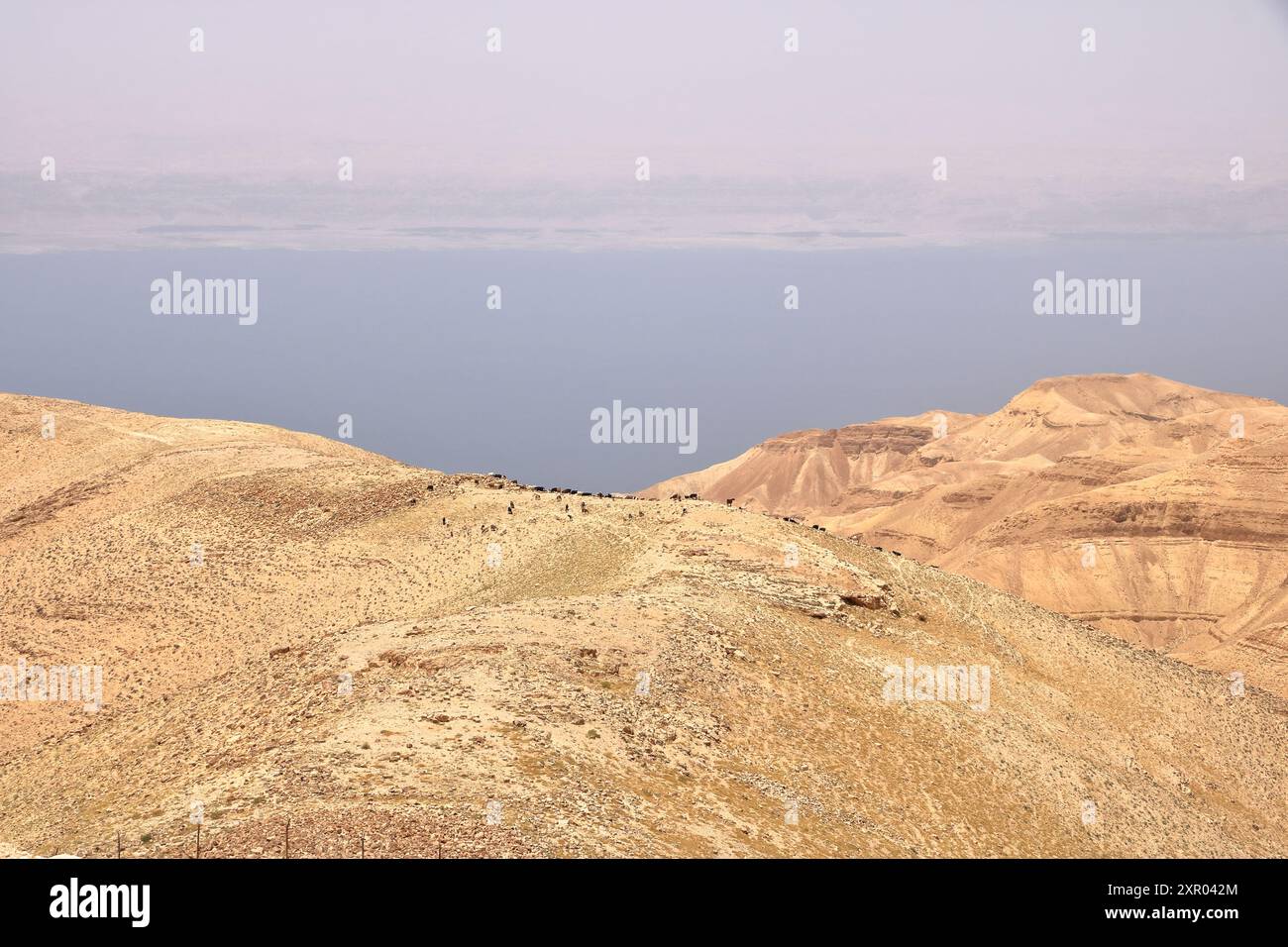Ziegenherde in der Wüste Jordaniens Stockfoto