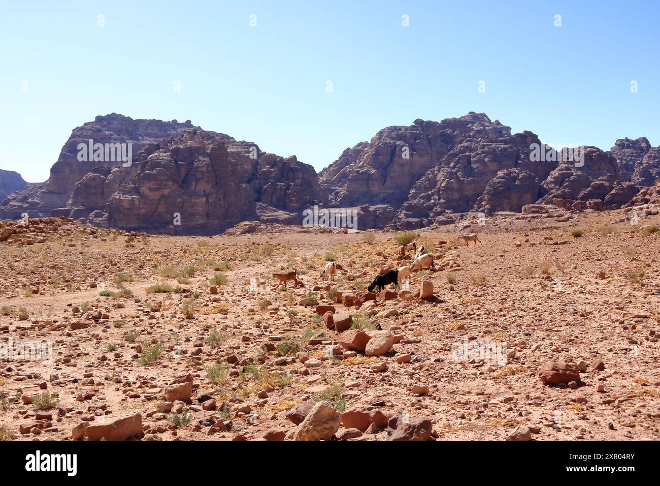 Ziegen im Gebiet von Wadi Musa, Petra in Jordanien Stockfoto