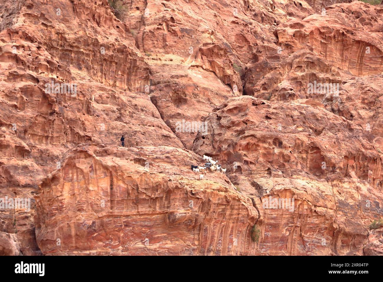 Ziegen im Gebiet von Wadi Musa, Petra in Jordanien Stockfoto