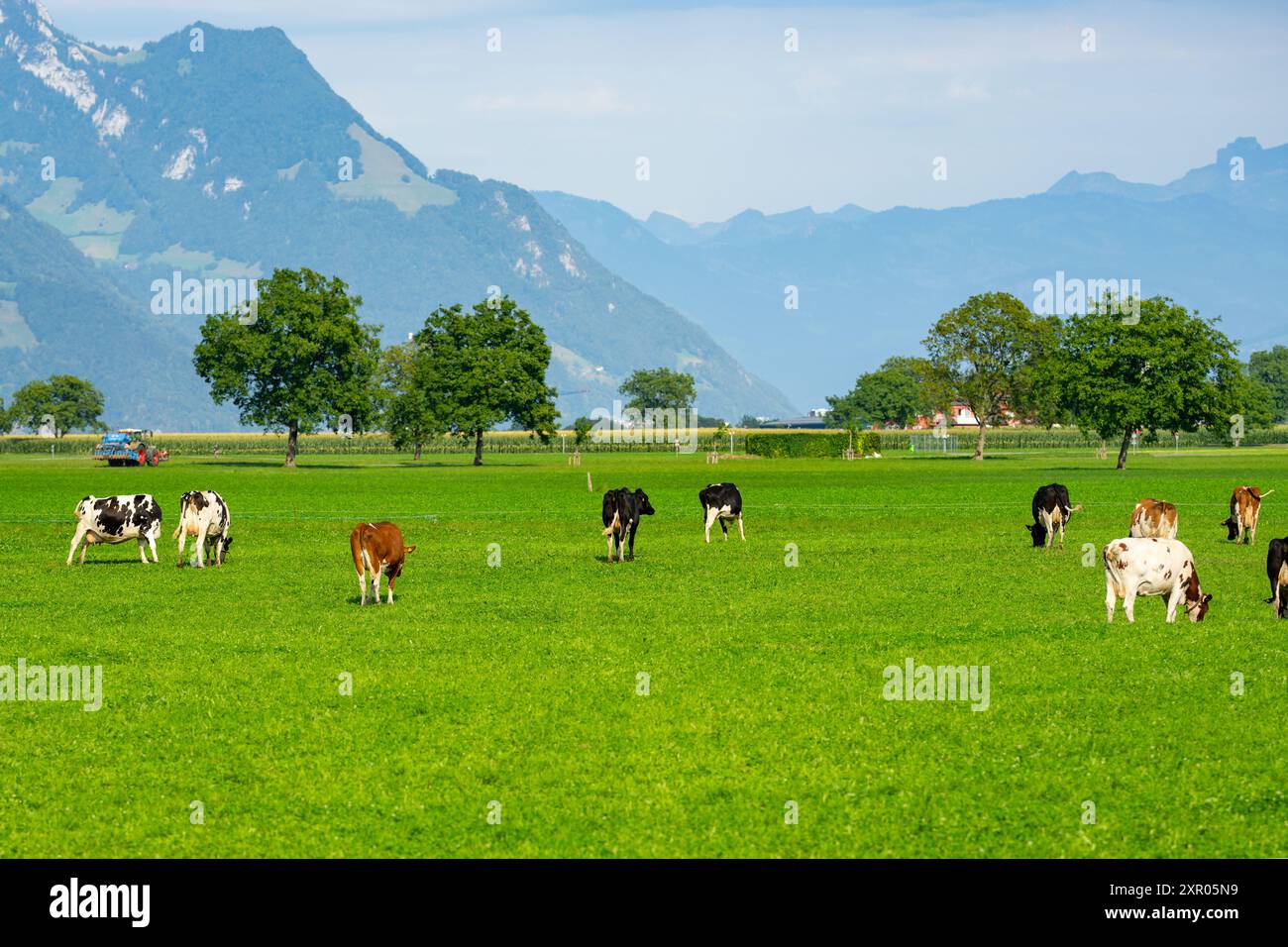 Kuh auf einer Sommerweide. Rinderherde auf der Weide in den Alpen. Holstein Kühe, Jersey, Angus, Hereford, Charolais, Limousin, Simmental, Guernsey, Ayrshire Stockfoto