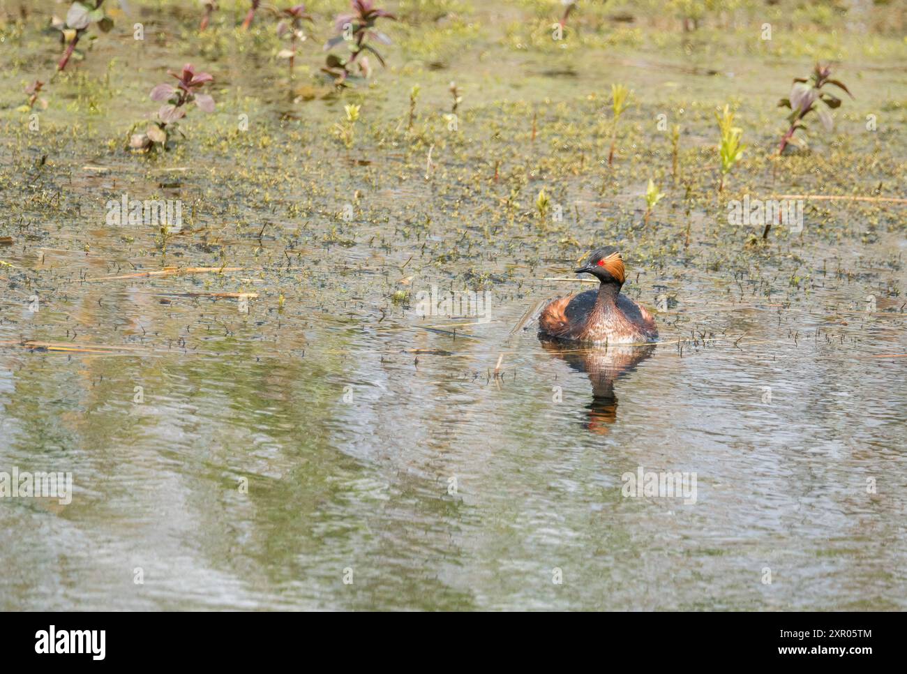 Schwarzhals-Grebe (Podiceps nigricollis) RSPB St Aidan's Naturschutzgebiet Leeds England Großbritannien. April 2024 Stockfoto