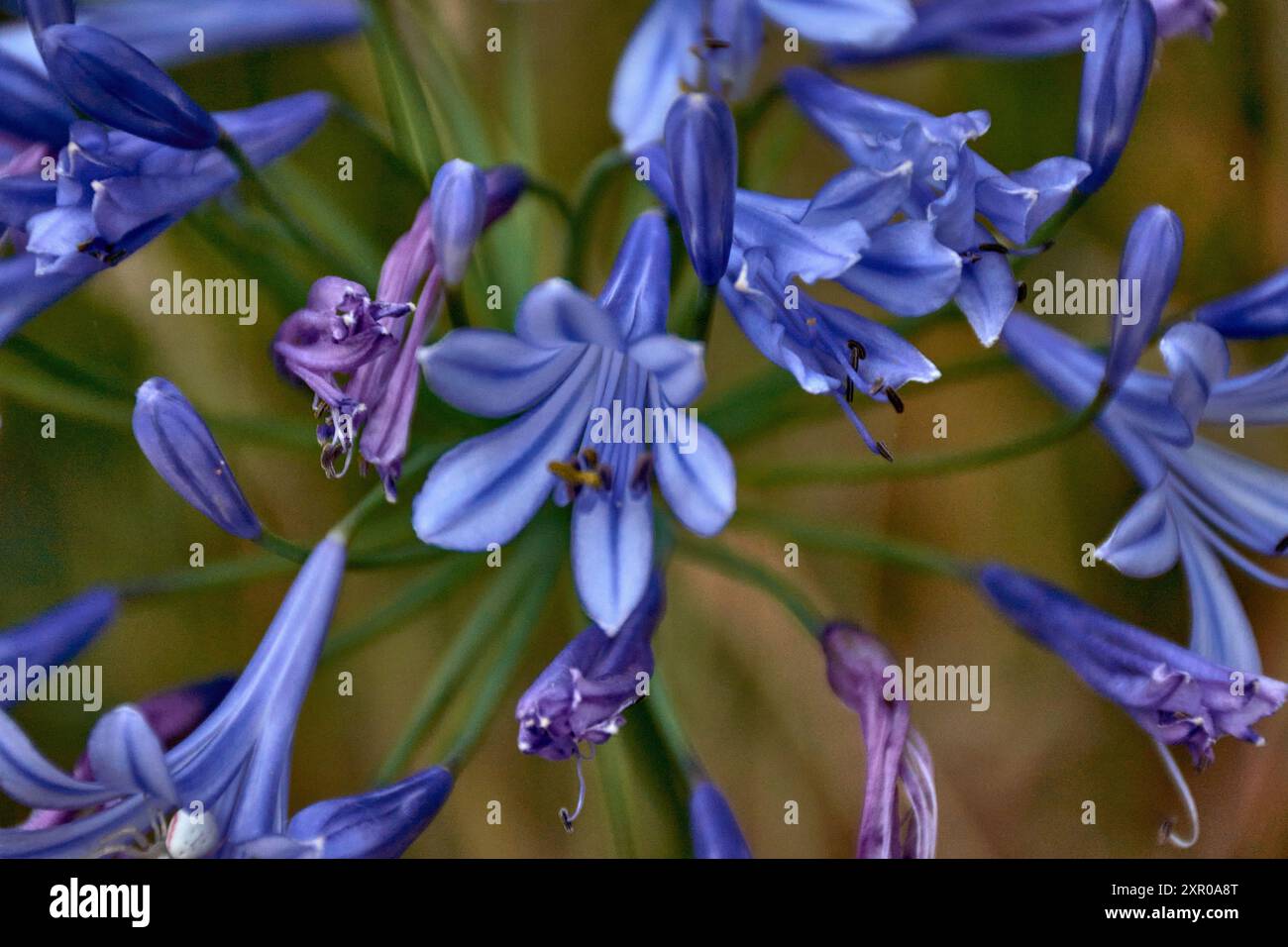 Die leuchtende Schönheit der violetten AgapanthusBlüten in voller