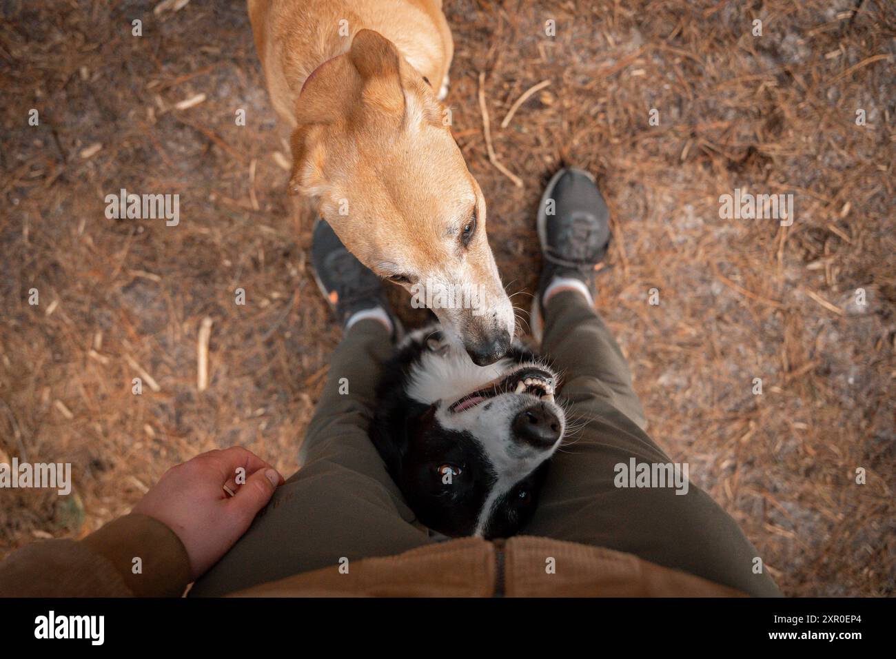 Die beiden Hunde spielen in einem bewaldeten Gebiet. Stockfoto