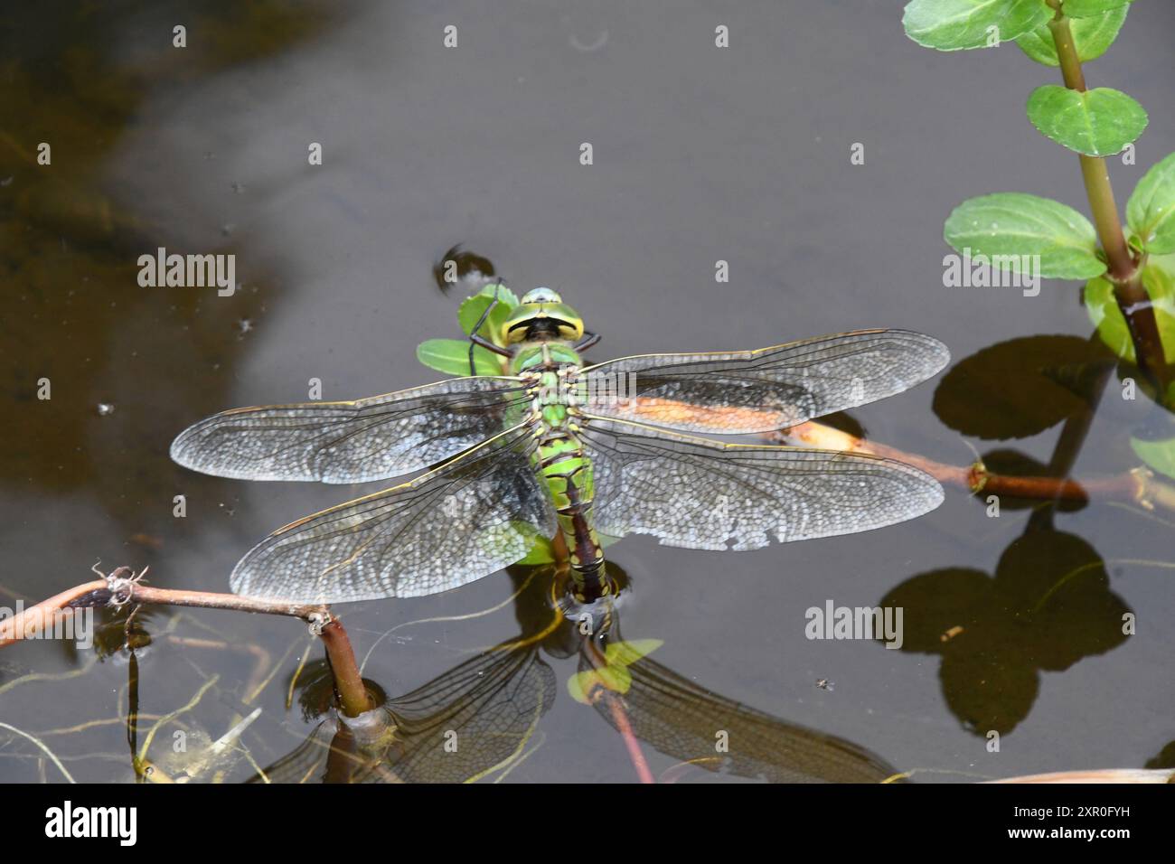 Eine weibliche KaiserLibelle Anax Imperator legt ihre Eier auf eine Bachkalkpflanze Veronica beccabunga in einem Gartenteich in Somerset. England Großbritannien Stockfoto