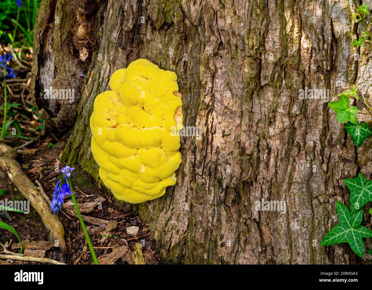 Laetiporus sulphureus eine Art von Klammerpilz, der in Europa und Nordamerika vorkommt. Auch bekannt als Huhn der Wälder, Schwefelschelfeile, Schwefelpolypore. Stockfoto