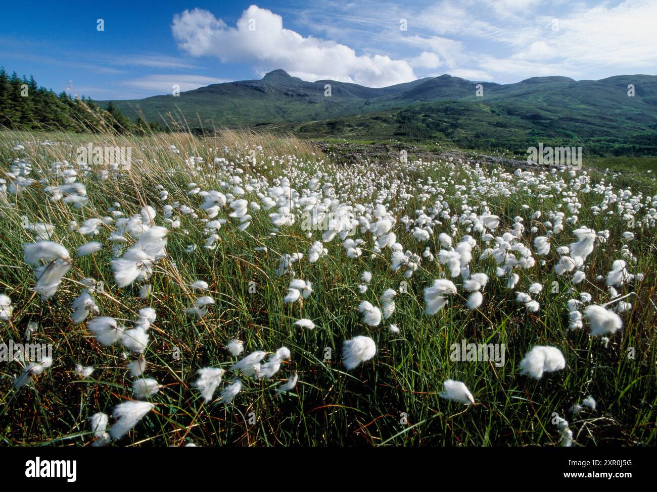 Blick auf den Kinloch Glen mit Baumwollgras im Vordergrund, Isle of Rum National Nature Reserve, Innere Hebriden, Schottland, Juni 2004 Stockfoto