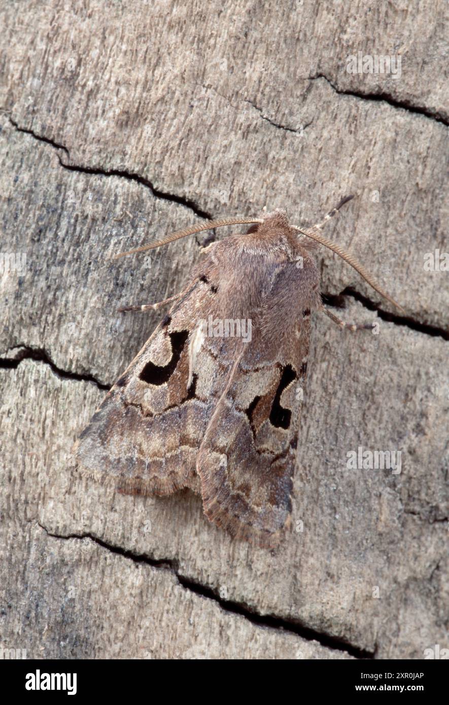 Setaceous Hebräische Figur Moth (Xestia c-nigrum) ruht auf totem Baumstamm, Berwickshire, Scottish Borders, Schottland, Juni Stockfoto