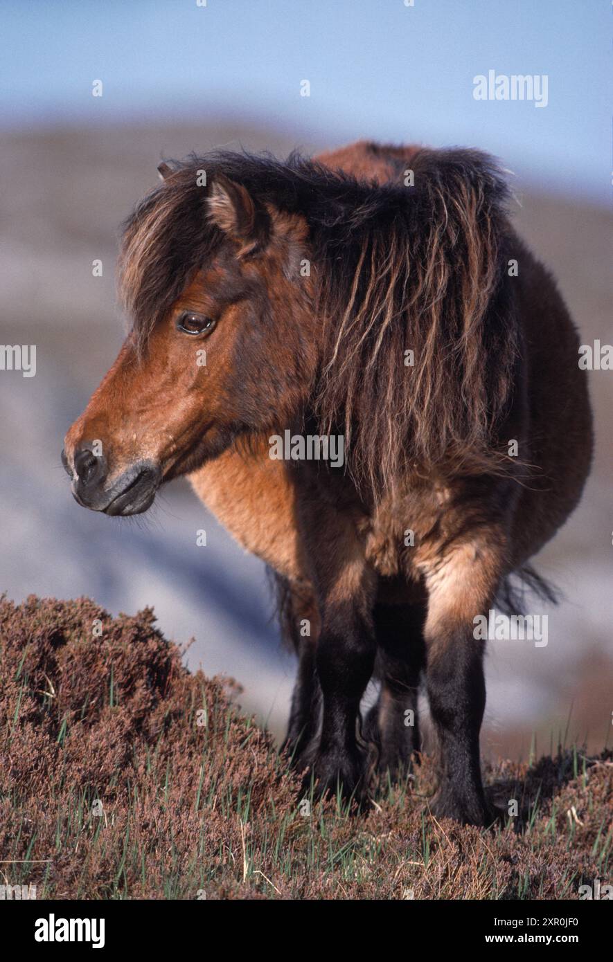 Shetland Pony (Equus caballus), erwachsen aus Wildtieren, die im Loch Druidibeg National Nature Reserve in South Uist leben Stockfoto
