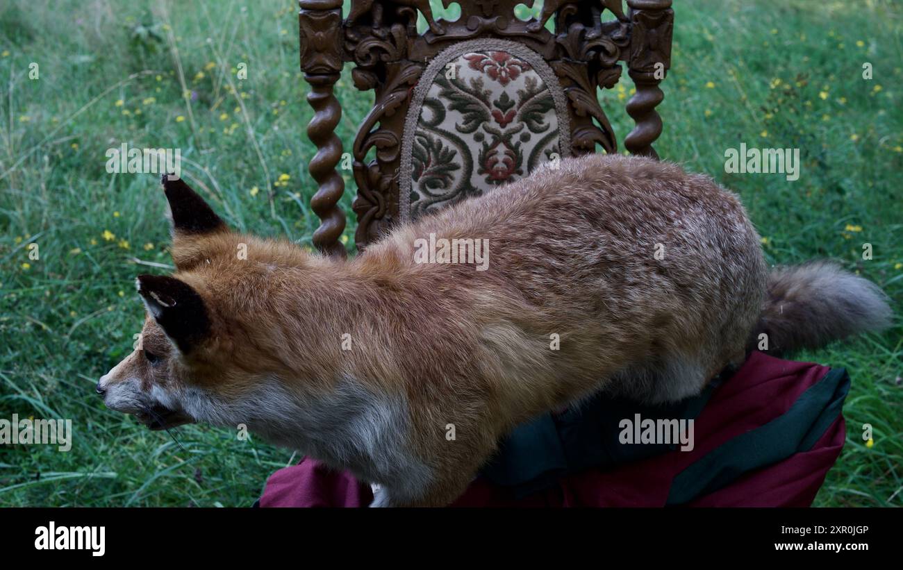 Ein gefüllter Fuchs auf einem antiken Stuhl, ein rot-grünes Kleid. Märchenbegriff. Stockfoto