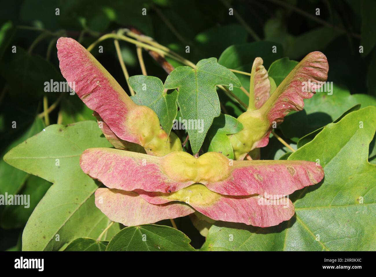 Field Maple Acer Campestre Fruits Stockfoto