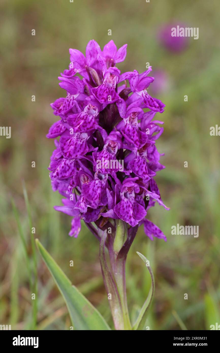 Nord-Knabenkraut Dactylorhiza purpurella Stockfoto