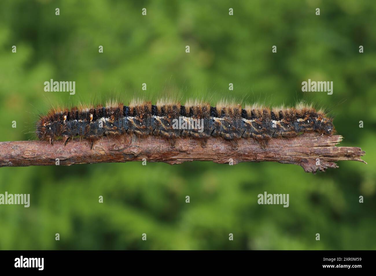 Eicheneier (Lasiocampa quercus) raupe Stockfoto