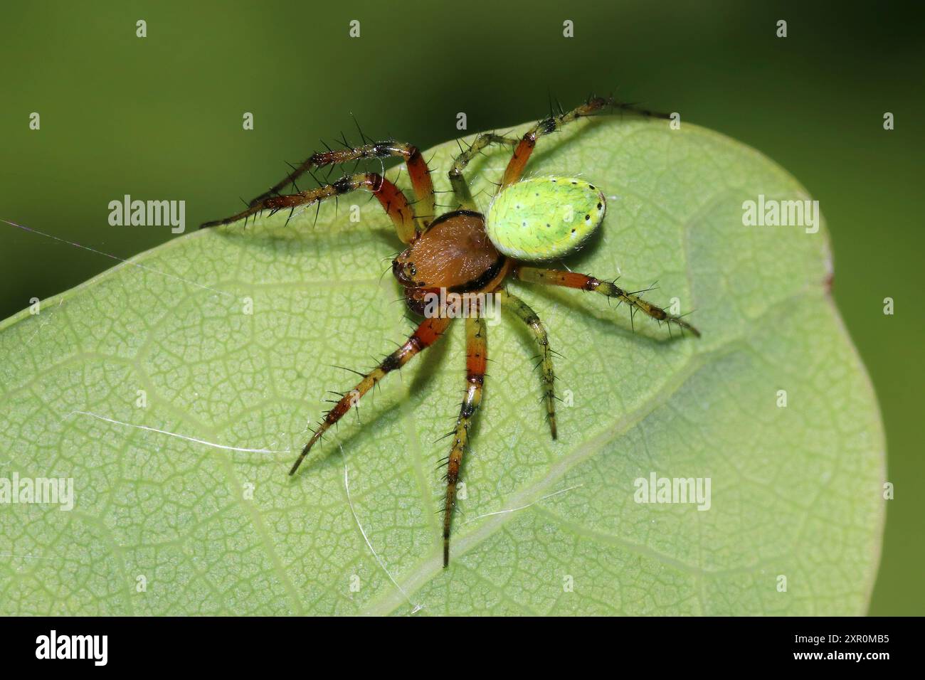 Gurke Grüne Kugel Spinne Araniella cucurbitina - männlich Stockfoto