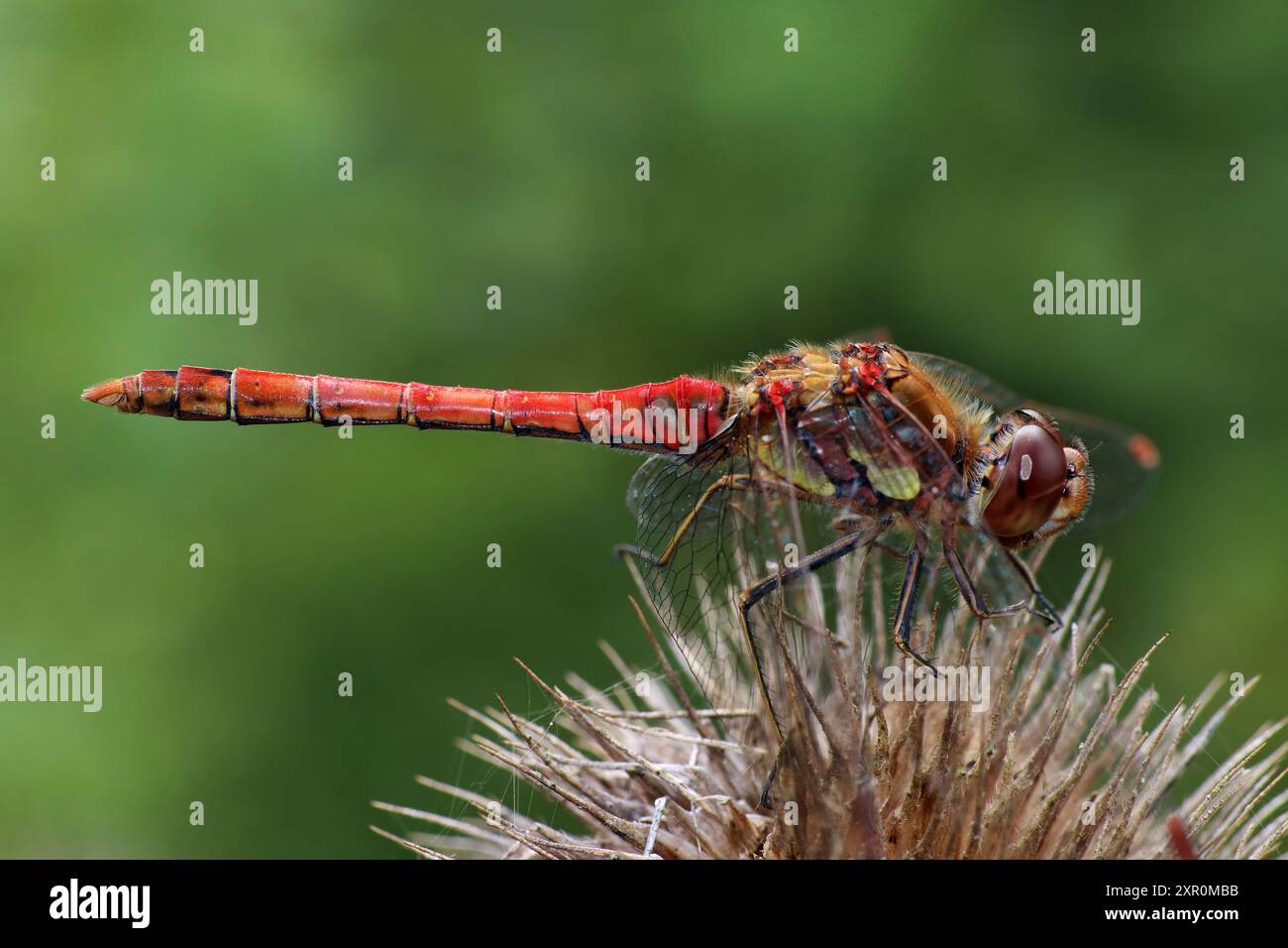 Common Darter - Sympetrum striolatum - männlich Stockfoto