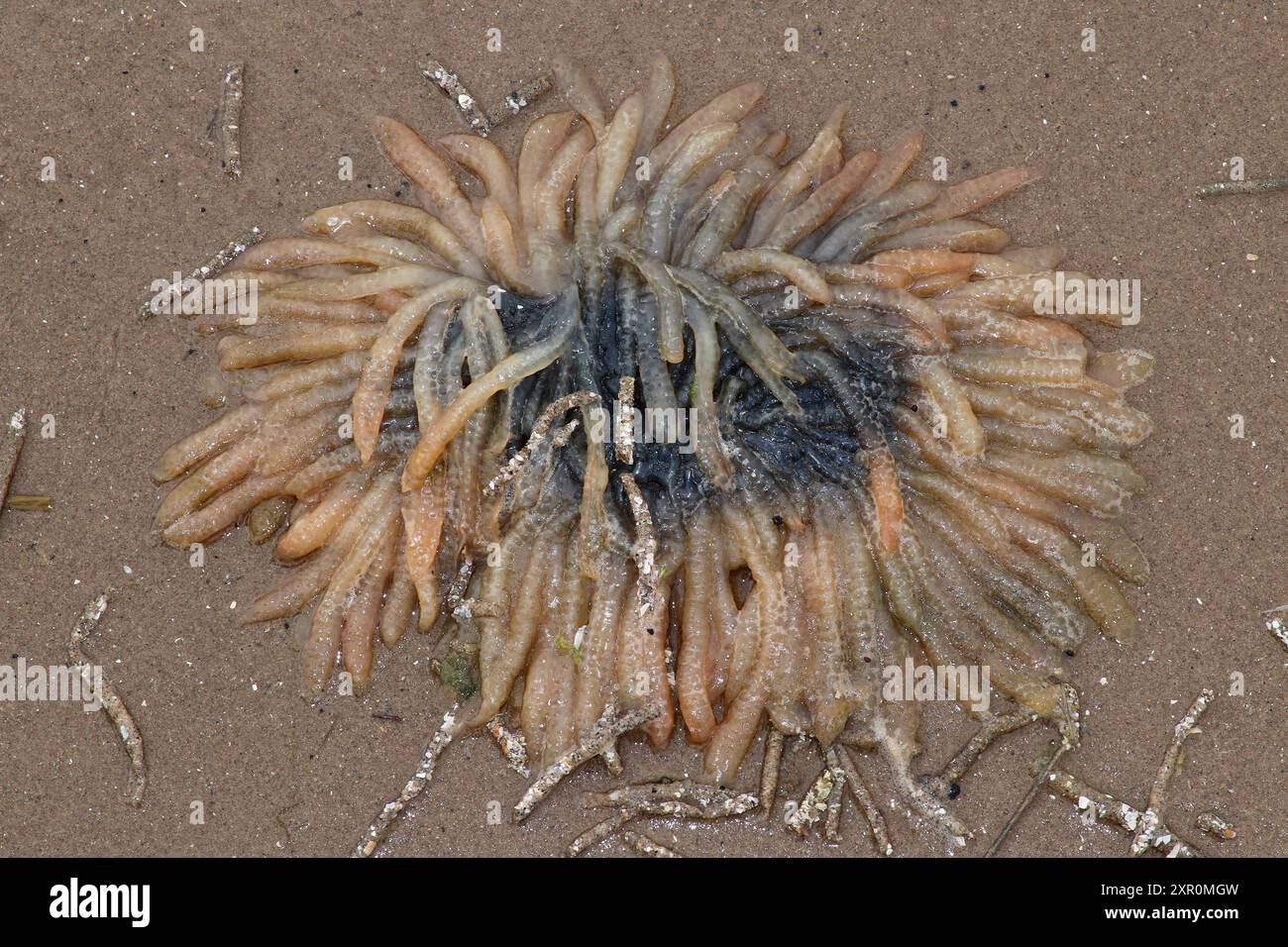 Tintenfischeier Loligo vulgaris am Strand angespült Stockfoto