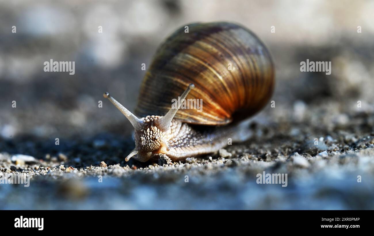 Braune Schnecke krabbelt auf Kiesweg im Breitbildformat Stockfoto