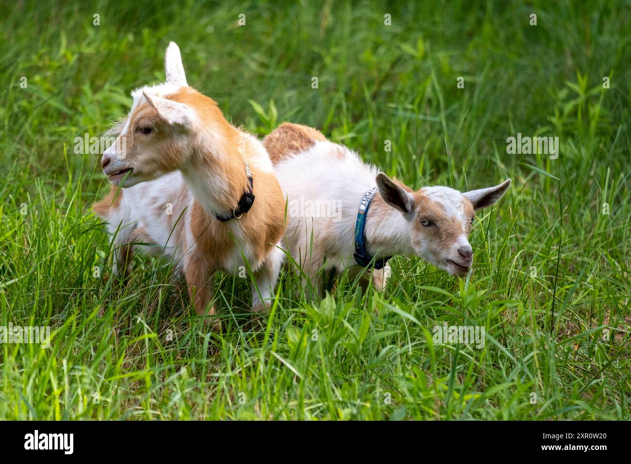 Nigerianische Zwergziegen auf einer Farm Stockfoto