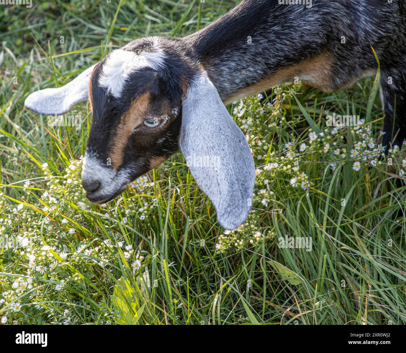 Nubische Ziegen fressen auf einer Weide Stockfoto