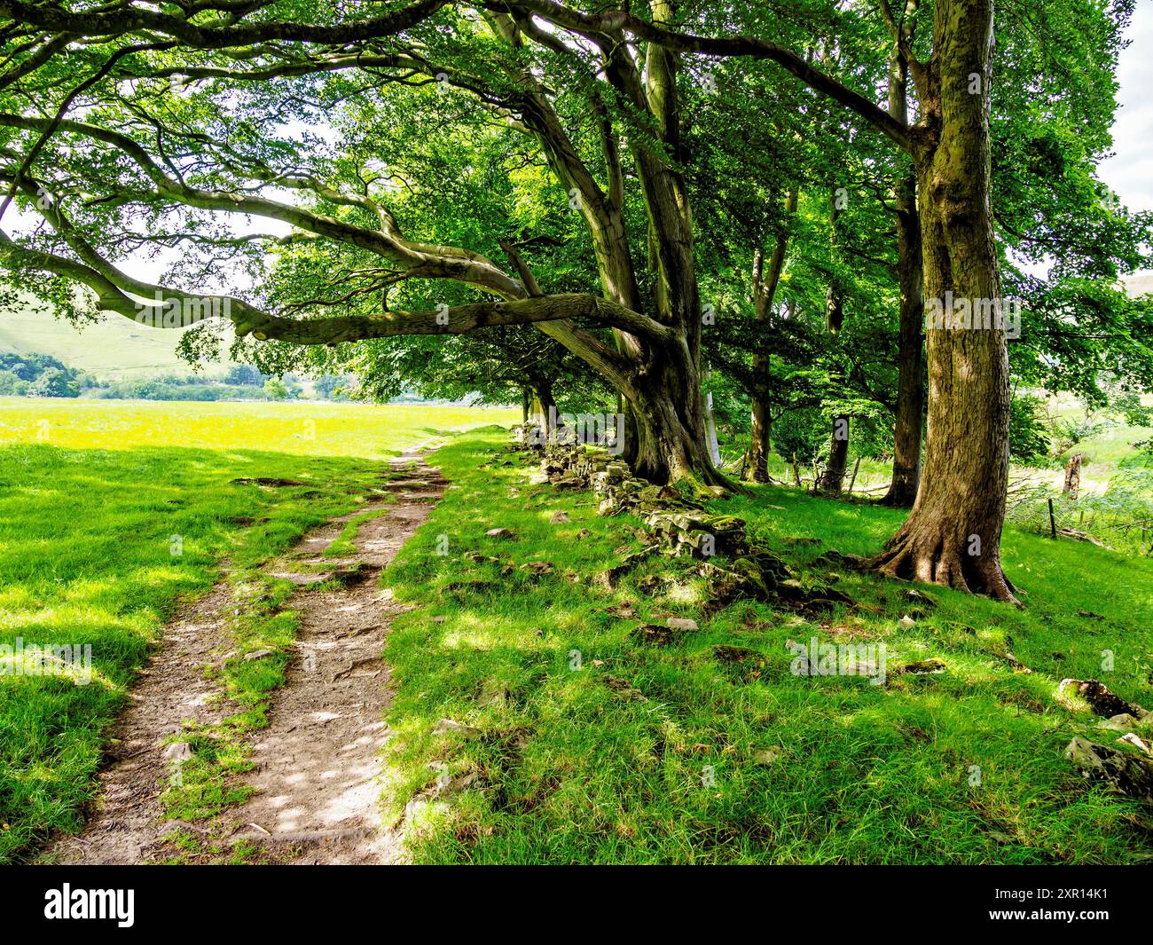 Landschaftlich reizvoller Naturpfad durch üppig grüne Wälder mit hohen Bäumen und grasbewachsenen Wiesen. Stockfoto