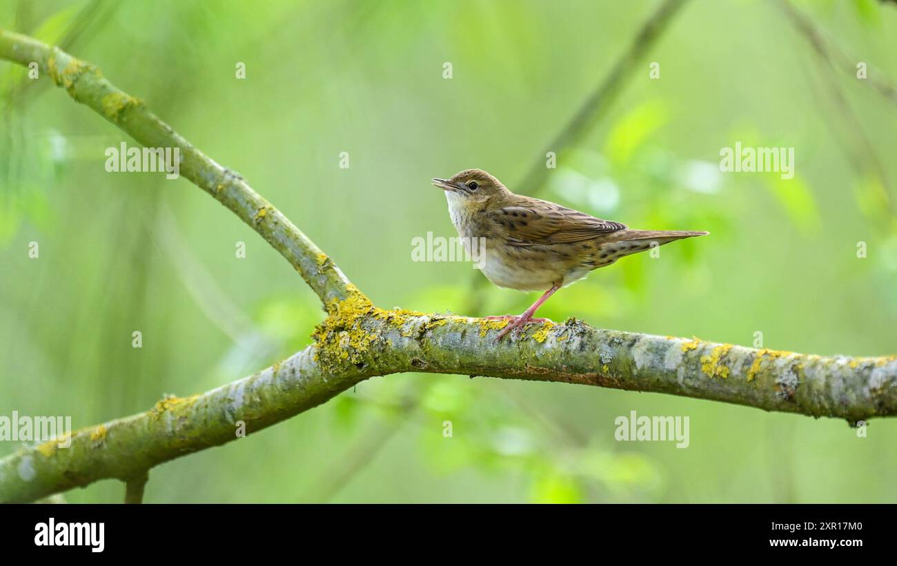 Grashüpfer Warbler, der nach einer langen Migration aus Afrika im Unterholz gefangen wurde Stockfoto