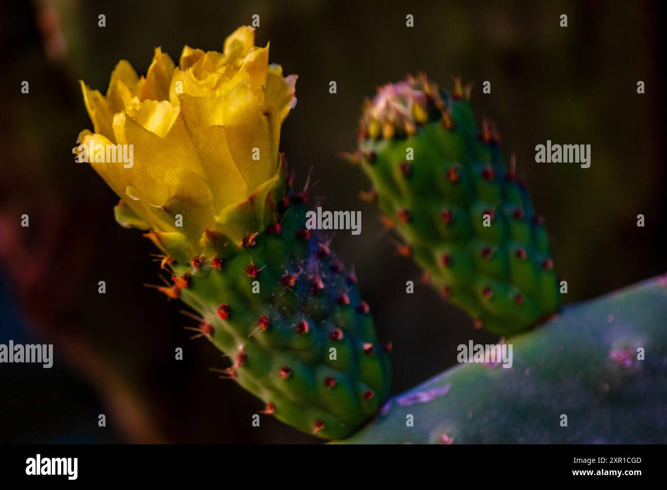 Blühender Kakteen in der Natur Stockfoto