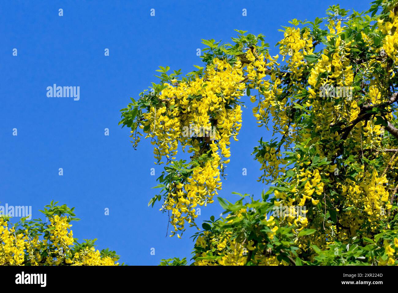 Laburnum (Laburnum anagyroides), Nahaufnahme eines überhängenden Zweiges, schwer mit gelben Blüten, isoliert gegen einen klaren blauen Himmel. Stockfoto