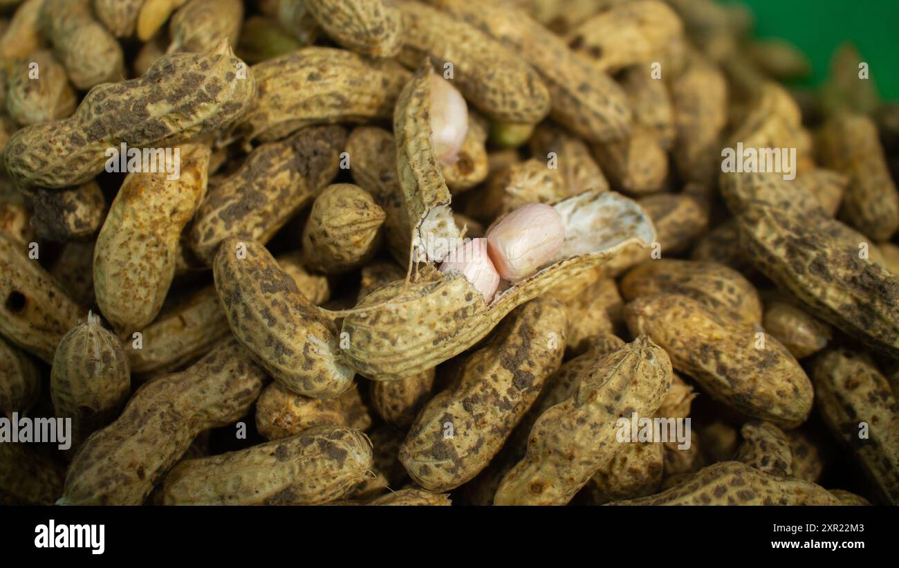 Geöffnete Nussschale bei einer Gruppe frisch gemahlener Erdnüsse aus dem Feld. Perfekt für Themen im Zusammenhang mit Landwirtschaft und Landwirtschaft. Stockfoto