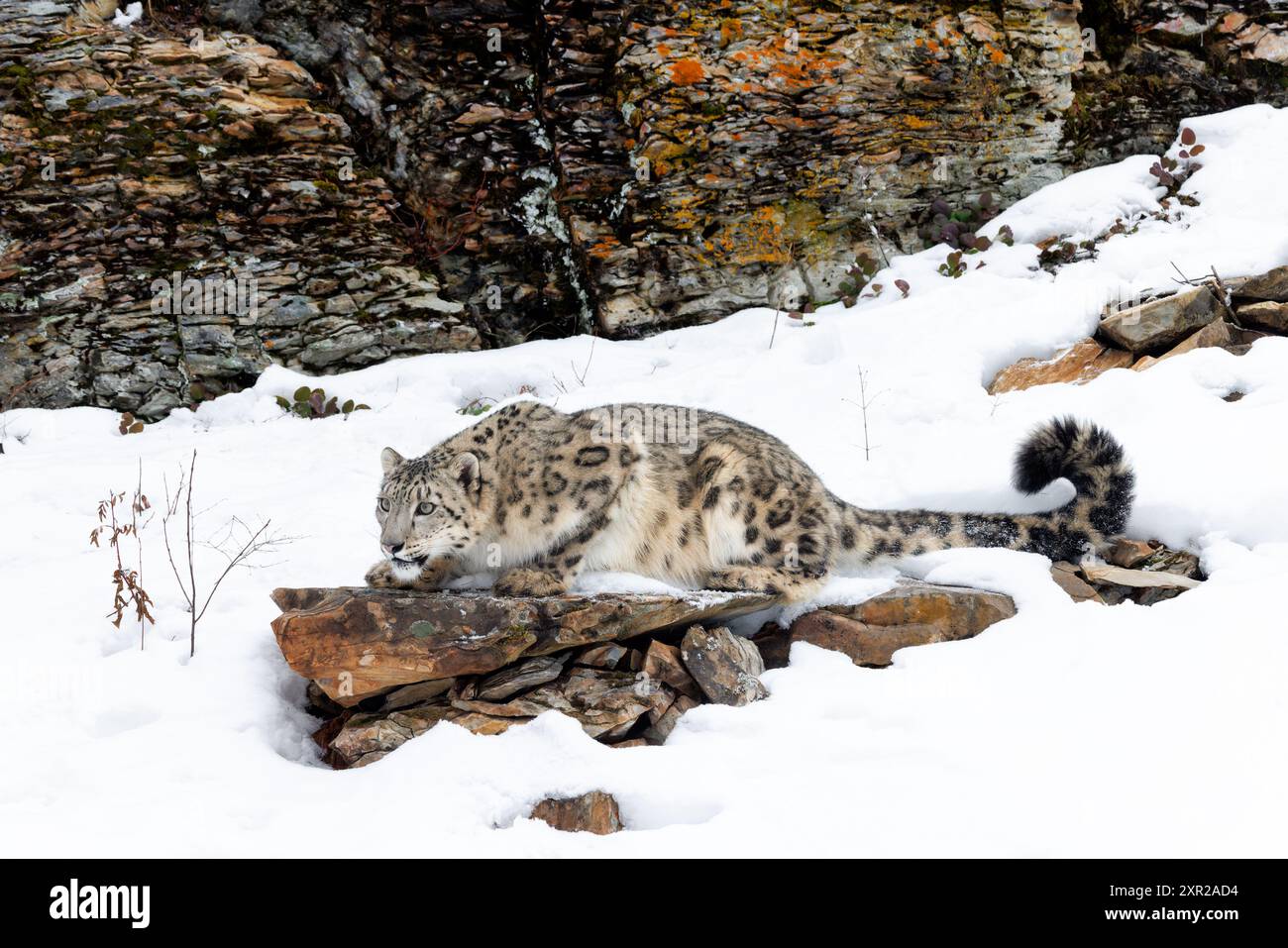 Die Snow Leopard ist eine große Katze von der Bergkette von Zentral- und Südasien in den alpinen Zonen in einer Höhe von 10.000 bis 15.000 Fuß. Stockfoto