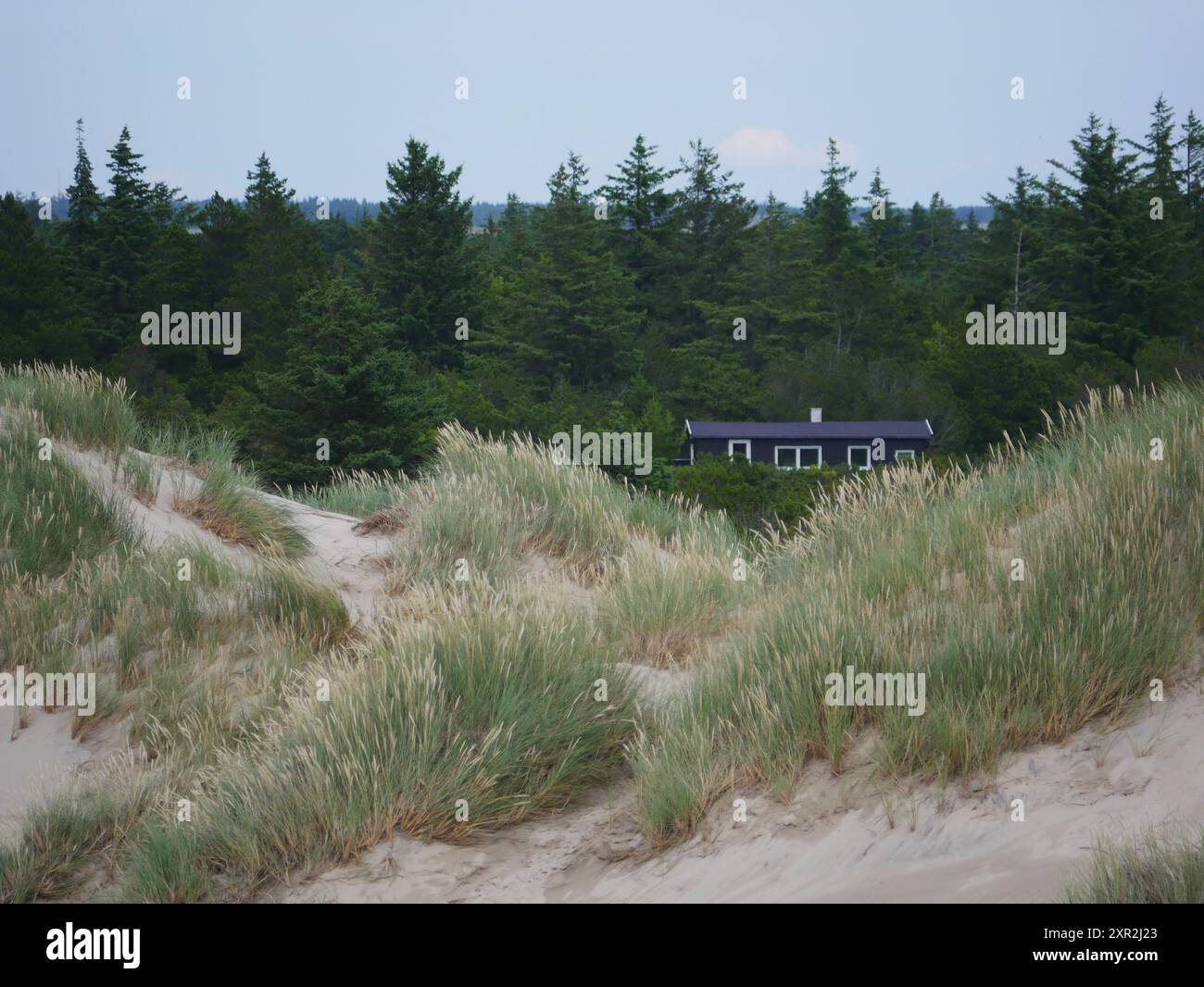 Blick von der Düne Rabjerg Mile auf ein kleines, niedliches Haus im Hintergrund des Waldes, Skagen, Dänemark. Stockfoto