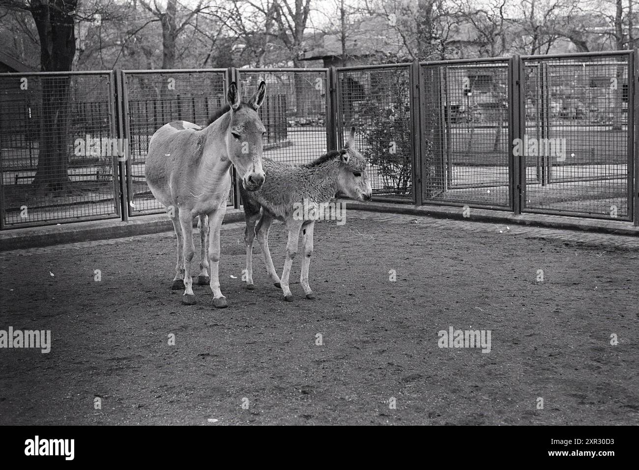 Report Artis, Report, 12-04-1972, Whizgle Dutch News: Historical Images Tailored for the Future. Erkunden Sie die Vergangenheit der Niederlande mit modernen Perspektiven durch Bilder von niederländischen Agenturen. Verbinden der Ereignisse von gestern mit den Erkenntnissen von morgen. Begeben Sie sich auf eine zeitlose Reise mit Geschichten, die unsere Zukunft prägen. Stockfoto
