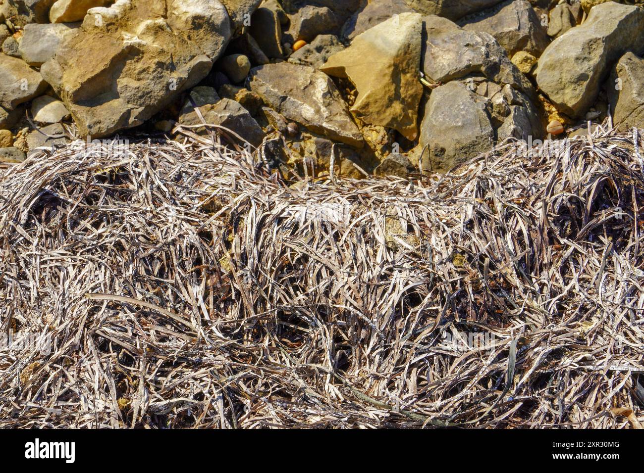 Getrocknete Algen an der Küste, in der hellen Sonne an einem heißen sonnigen Tag, trockene Algen an der Küste. Stockfoto