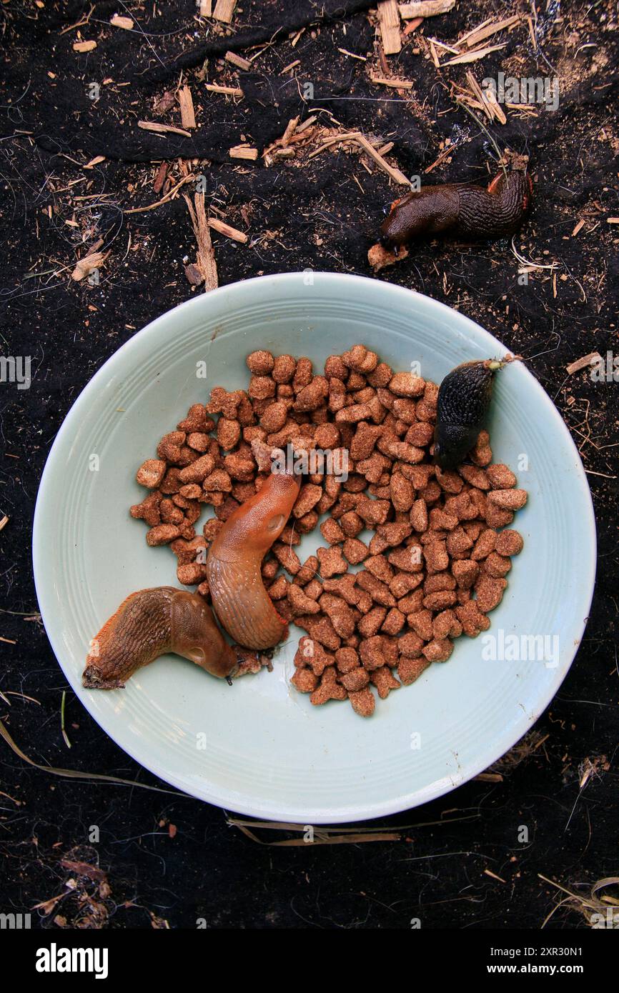 Eine Gruppe gemeiner Schnecken, die sich selbst eine Schüssel Katzenmunchies besorgen, die im Garten für Igel liegen gelassen wurden Stockfoto