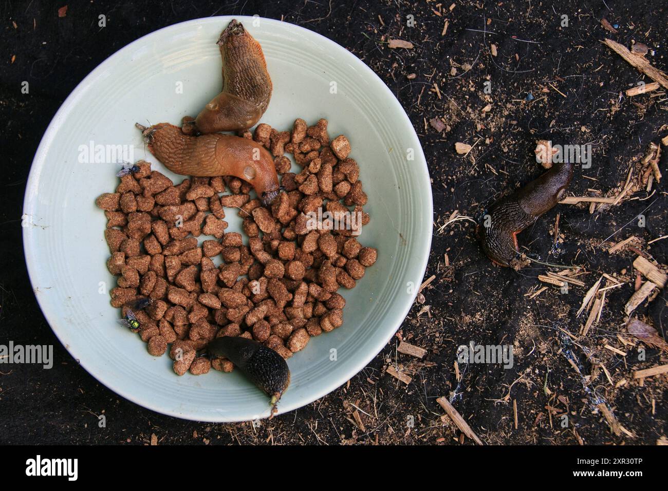 Eine Gruppe gemeiner Schnecken, die sich selbst eine Schüssel Katzenmunchies besorgen, die im Garten für Igel liegen gelassen wurden Stockfoto